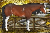 Horse Color:White Spotted Bay 