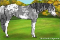 Horse Color:White Spotted Blue Roan Splash Frame Appaloosa