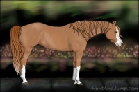 Horse Color:Chestnut Splash Rabicano 