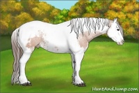 Horse Color:Bay Splash Tobiano Appaloosa  and Bay Splash Tobiano Appaloosa 