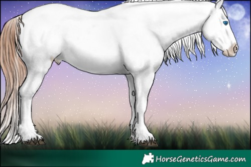 Horse Color:Black Splash Appaloosa 