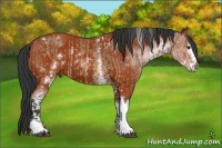 Horse Color:White Spotted Brown Dun Tobiano  and White Spotted Bay Sabino 