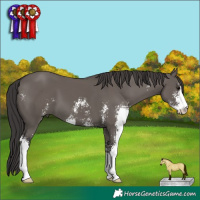 Horse Color:Smoky Grullo Sabino 