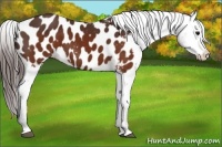 Horse Color:Brown Appaloosa 