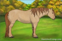 Horse Color:Red Dun and Red Dun