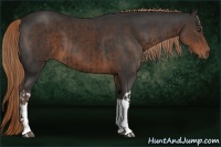 Horse Color:Liver Chestnut  and Liver Chestnut 