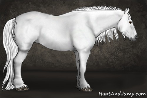 Horse Color:Gray Chestnut 