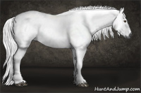 Horse Color:Gray Chestnut 