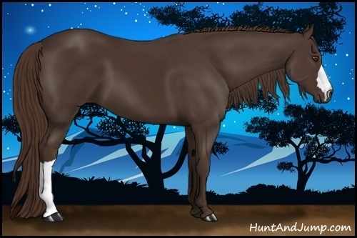 Horse Color:Liver Chestnut