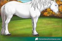 Horse Color:White Spotted Chocolate Brown Frame Appaloosa Rabicano and White Spotted Chocolate Brown Frame Appaloosa Rabicano