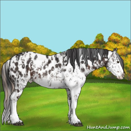 Horse Color:White Spotted Liver Chestnut Tobiano Near Leopard Rabicano  and White Spotted Brown Tobiano Near Leopard Rabicano 