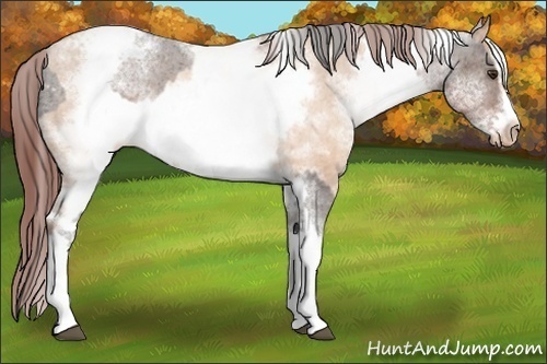 Horse Color:White Spotted Liver Chestnut Tobiano Frame Varnish Rabicano  and White Spotted Chocolate Sable Champagne Frame Varnish Rabicano 