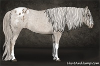 Horse Color:Chocolate Palomino Appaloosa Rabicano