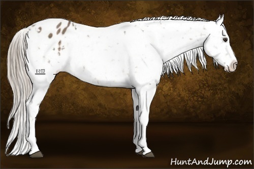 Horse Color:Chocolate Palomino Appaloosa Rabicano
