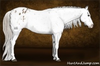 Horse Color:Chocolate Palomino Appaloosa Rabicano