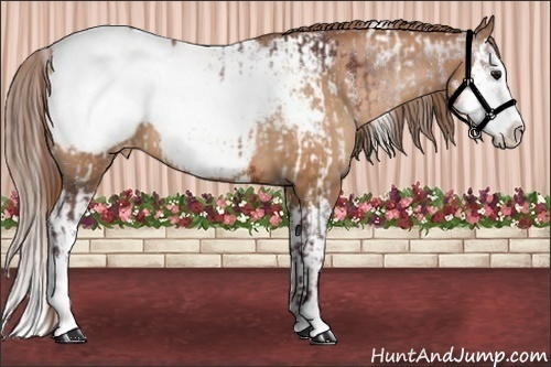 Horse Color:White Spotted Chocolate Bay Frame Appaloosa  and Chocolate Brown Pearl Splash Appaloosa 
