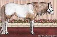 Horse Color:White Spotted Chocolate Bay Frame Appaloosa and Chocolate Brown Pearl Splash Appaloosa