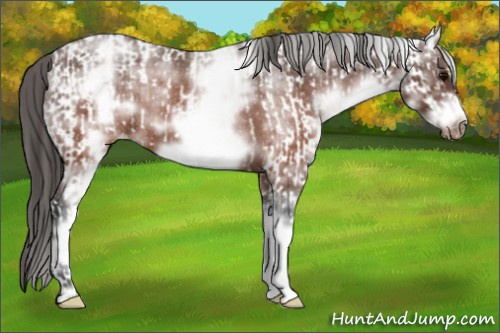 Horse Color:White Spotted Brown Frame Appaloosa Rabicano  and Gray White Spotted Brown Frame Appaloosa Rabicano 