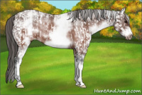 Horse Color:White Spotted Brown Frame Appaloosa Rabicano  and Gray White Spotted Brown Frame Appaloosa Rabicano 