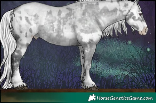 Horse Color:White Spotted Silver Black Chinchilla Appaloosa Rabicano  and White Spotted Silver Grullo Chinchilla Splash Rabicano 