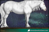 Horse Color:White Spotted Silver Black Chinchilla Appaloosa Rabicano  and White Spotted Silver Grullo Chinchilla Splash Rabicano 