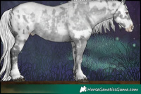 Horse Color:White Spotted Silver Black Chinchilla Appaloosa Rabicano  and White Spotted Silver Grullo Chinchilla Splash Rabicano 