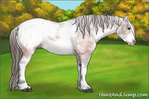 Horse Color:White Spotted Brown Frame Snowcap Rabicano and White Spotted Brown Frame Snowcap Rabicano
