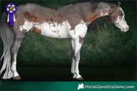 Horse Color:White Spotted Liver Chestnut Rabicano and White Spotted Brown Rabicano