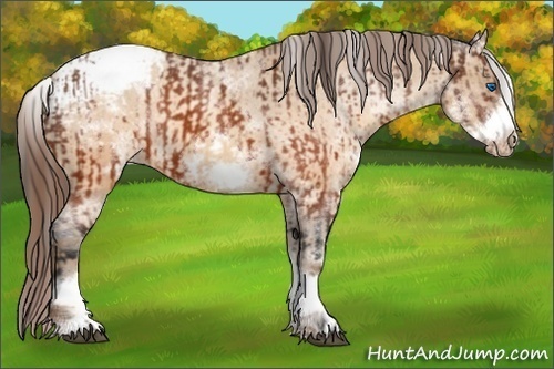 Horse Color:White Spotted Brown Frame Appaloosa Rabicano  and White Spotted Sable Champagne Frame Appaloosa Rabicano 