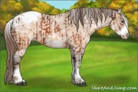 Horse Color:White Spotted Brown Frame Appaloosa Rabicano and White Spotted Sable Champagne Frame Appaloosa Rabicano