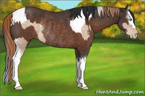 Horse Color:Buckskin Pearl Tobiano Rabicano and Brown Splash Rabicano