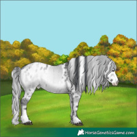 Horse Color:Brown Chinchilla Onyx Sabino Varnish Rabicano Brindle  and White Spotted Brown Chinchilla Onyx Near Leopard Rabicano Brindle 