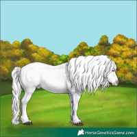 Horse Color:Brown Chinchilla Onyx Sabino Appaloosa Rabicano Brindle and White Spotted Brown Chinchilla Onyx Appaloosa Rabicano Brindle