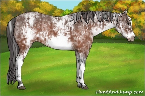 Horse Color:White Spotted Brown Frame Appaloosa Rabicano and White Spotted Brown Frame Appaloosa Rabicano