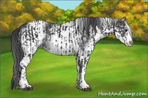 Horse Color:Black and White Spotted Black