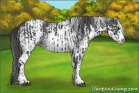 Horse Color:Black and White Spotted Black