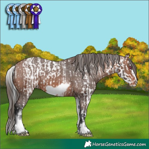 Horse Color:White Spotted Brown Chinchilla Sabino Rabicano and White Spotted Brown Frame Varnish