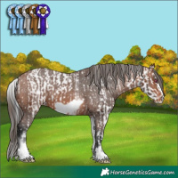 Horse Color:White Spotted Brown Chinchilla Sabino Rabicano and White Spotted Brown Frame Varnish