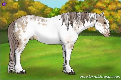 Horse Color:White Spotted Brown Dun Frame Appaloosa Rabicano  and White Spotted Brown Dun Splash Frame Appaloosa Rabicano 