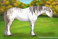 Horse Color:White Spotted Brown Dun Frame Appaloosa Rabicano and White Spotted Brown Dun Splash Frame Appaloosa Rabicano