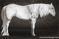 Horse Color:White Spotted Brown Frame Appaloosa Rabicano  and Gray White Spotted Brown Frame Appaloosa Rabicano 
