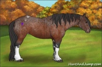 Horse Color:Brown Tobiano Appaloosa Rabicano and Brown Tobiano Appaloosa Rabicano