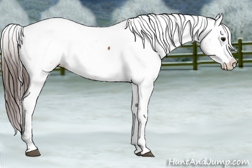 Horse Color:Brown Appaloosa Rabicano  and Brown Splash Tobiano Appaloosa Rabicano 