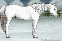 Horse Color:Brown Appaloosa Rabicano  and Brown Splash Tobiano Appaloosa Rabicano 