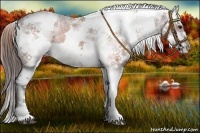 Horse Color:White Spotted Brown Appaloosa Rabicano  and White Spotted Sable Champagne Appaloosa Rabicano 