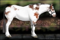 Horse Color:White Spotted Brown Frame Appaloosa Rabicano  and White Spotted Brown Frame Appaloosa Rabicano 