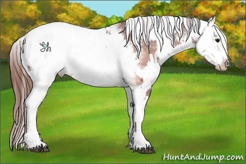 Horse Color:White Spotted Brown Frame Appaloosa Rabicano  and White Spotted Brown Dun Frame Appaloosa Rabicano 