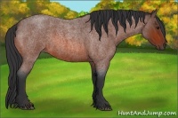 Horse Color:Bay Roan
