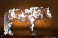 Horse Color:Brown Tobiano Frame Rabicano  and White Spotted Brown Splash Frame Snowcap Rabicano 