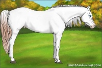 Horse Color:White Spotted Brown Frame Appaloosa Rabicano  and White Spotted Buckskin Pearl Frame Appaloosa Rabicano 